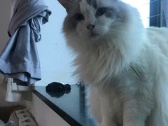 -楼上猫咖(罗湖店)
