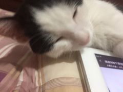 -淳澄水盆羊肉