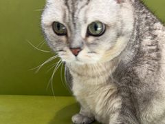 -北京派仕佳德动物医院·超导核磁·CT·神经科·骨科·内外科·急重症管理中心