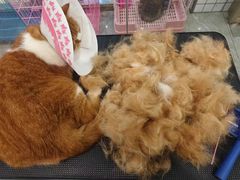 -钦宠·猫咪售卖·洗护·寄养(东圃旗舰店)