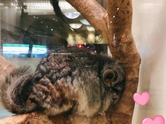 -龙猫仔乐园(惠福东路店)