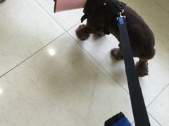 -美联众合动物医院·24h转诊中心