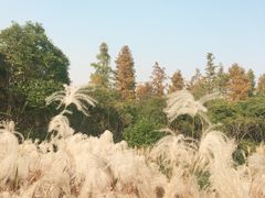-新江湾城公园