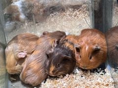 -青石桥花鸟鱼虫市场(叠翠城店)