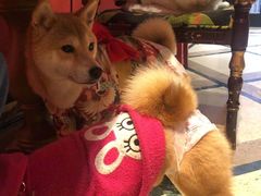 -猫色咖啡·猫咖