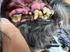 -宠福鑫康馨动物医院·骨科·眼科