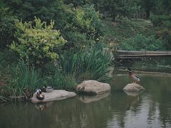 -柳鹭田园区