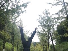 -铁山坪森林公园