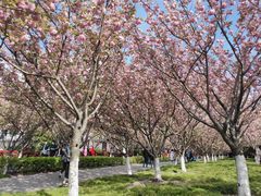 -高东镇樱花园