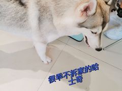 -怪兽屋·羊驼·猫咖·狗咖(俊华广场店)