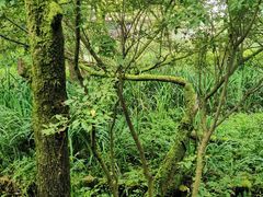 -西湖风景区-江洋畈生态公园