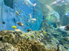 -上海海洋水族馆