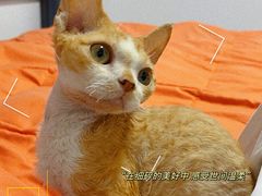 -猫十亿·布偶金渐层·曼基康矮脚猫舍(青年路店)