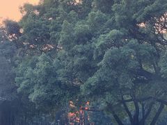 -东莞植物园
