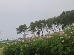 -合肥滨湖国家森林公园