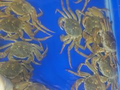 -阳澄湖大闸蟹·琼灵阁牌品牌连锁(吴中总店)