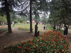 -洛阳郁金香牡丹园
