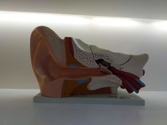 -海之声助听器无锡旗舰中心·儿童验配中心