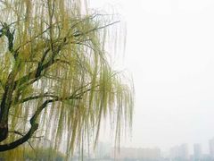-莫愁湖公园