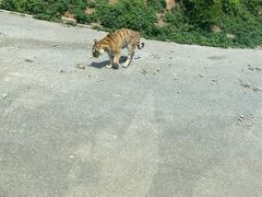 -大连森林动物园