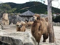 -芽庄珍珠岛游乐园