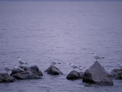 -深圳湾公园(南山区)