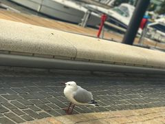 -伊莉莎白堤岸