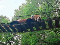 -上海野生动物园