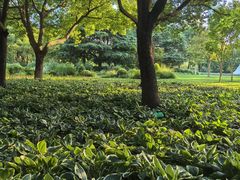 -陆家嘴中心绿地