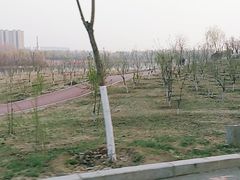 -丁香湖公园