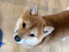 -南京Hallo宠物乐园·哈罗犬舍·柴犬繁育基地