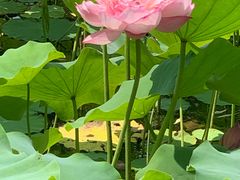 -莲花池公园