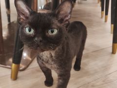 -安格丽娜·狗咖·猫咖羊驼咖(春熙路百盛商场店)