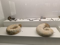 -青岛贝壳博物馆