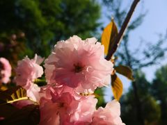 -长白岛森林公园