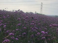 -紫颐香薰山谷景区