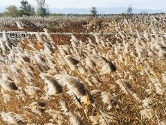 -野鸭湖国家湿地公园