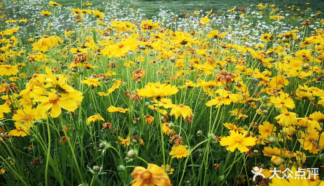雁南公园真的太出片了，遍地都是小雏菊🌼