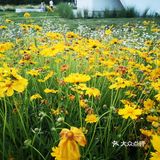 雁南公园真的太出片了，遍地都是小雏菊🌼