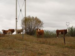 -塞罕坝国家级自然保护区