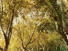 -星巴克(杭州北山路店)