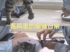 -总动员动物医院(宝丰院店)