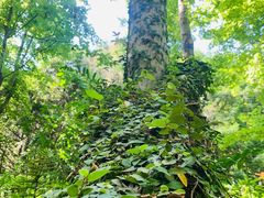 -上海共青森林公园