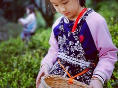 -帐篷客·溪龙茶谷度假酒店