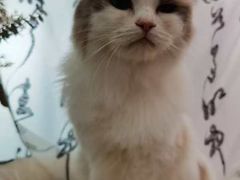 -爱洗澡的猫(望京店)