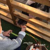 小朋友的放电指南-[吐]小蜜蜂农村[吐]