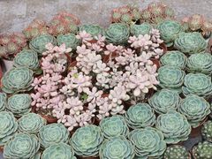 -重庆市江北嘴中央商务区中央公园