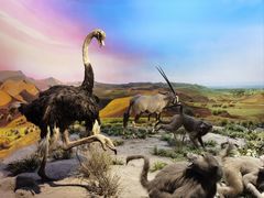 -国家自然博物馆