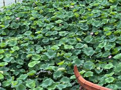 -湖畔居茶楼(湖滨店)