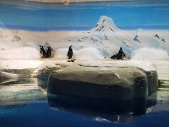 -上海海洋水族馆